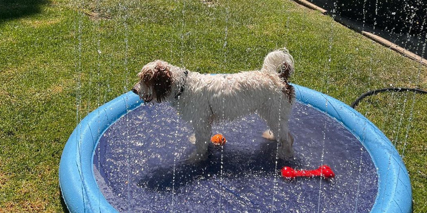 Parti Goldendoodle 