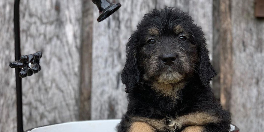 Phantom goldendoodle