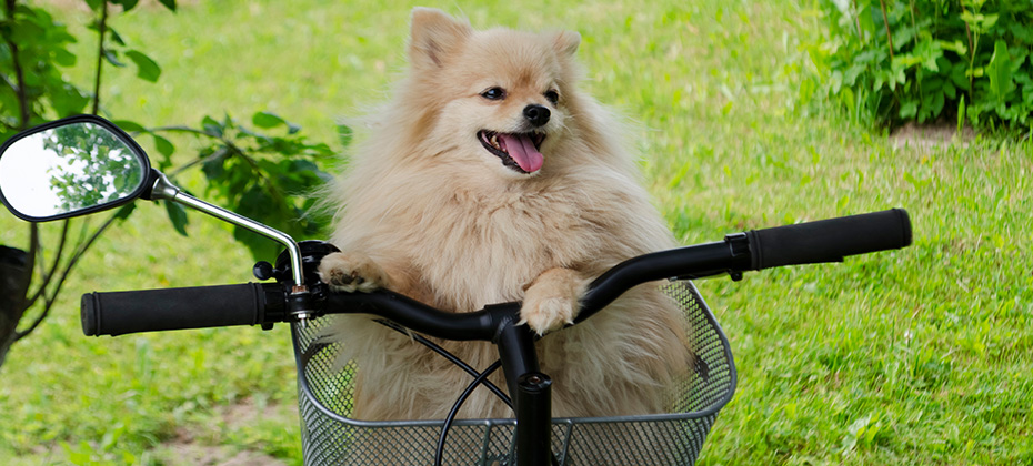 Pomeranian Spitz dog is sitting in the basket on the bike 