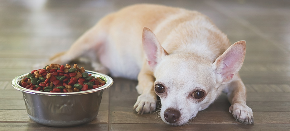Portrait of Sad or sick Chihuahua dog get bored of food