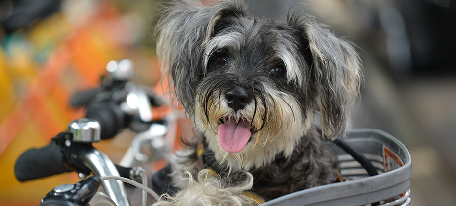 Schnauzer dog sit in the bike basket