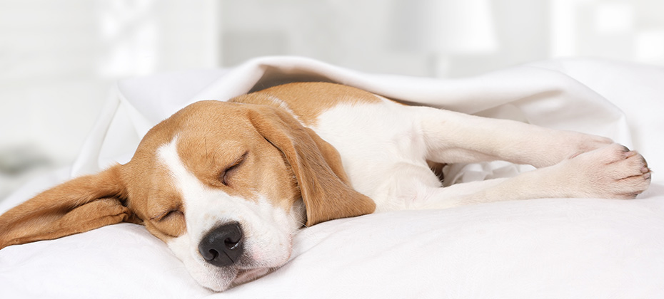 Small hound Beagle dog sleeping at home on the bed covered with a blanket