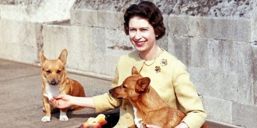 The Queen at Windsor Castle with her beloved Corgis