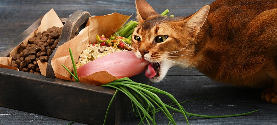 The cat is biting a big piece of meat from a wooden box full of ingredients, such as groats, rice, greens, and sprouts.