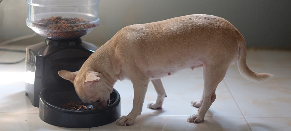 The dog is eating food with automatic feeder