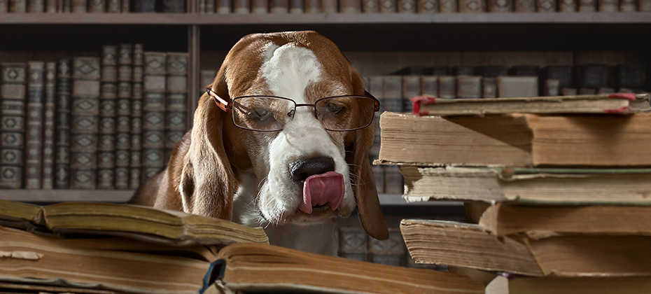 The very smart dog studying old books