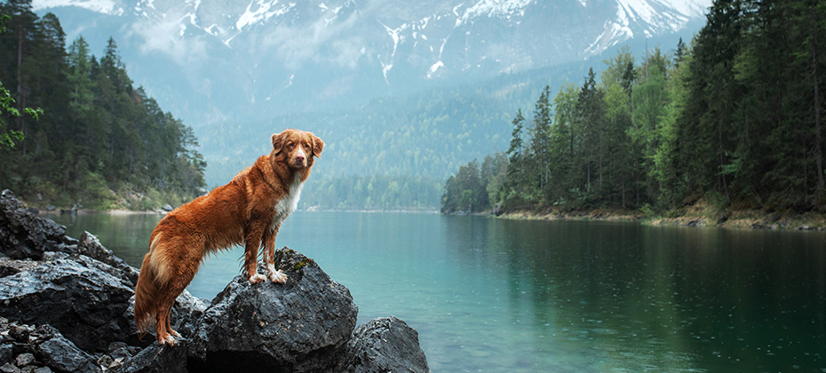 Traveling with a dog. Nova Scotia Duck Tolling Retriever stands on a rock on a lake in the background of mountains. Healthy lifestyle