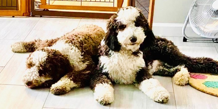 Two Tuxedo Goldendoodles on the Flour