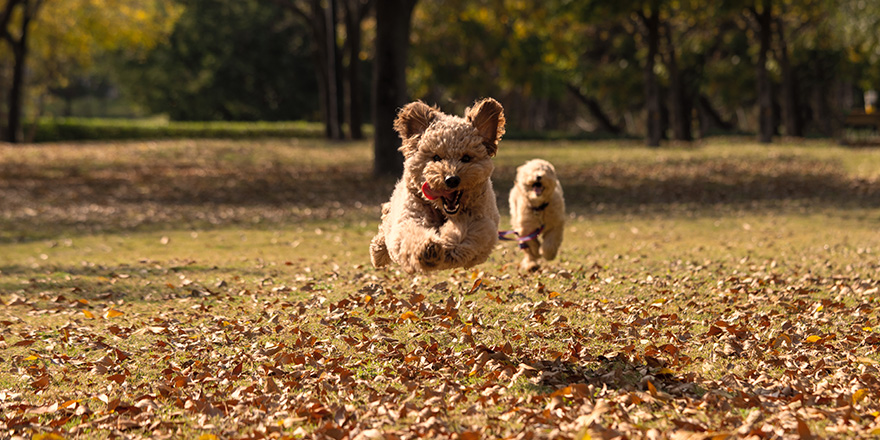 Dos mini golden doodle corriendo y disfrutando en el parque