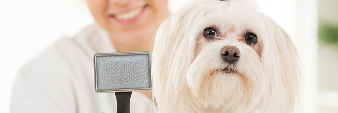 Types of Dog Brushes