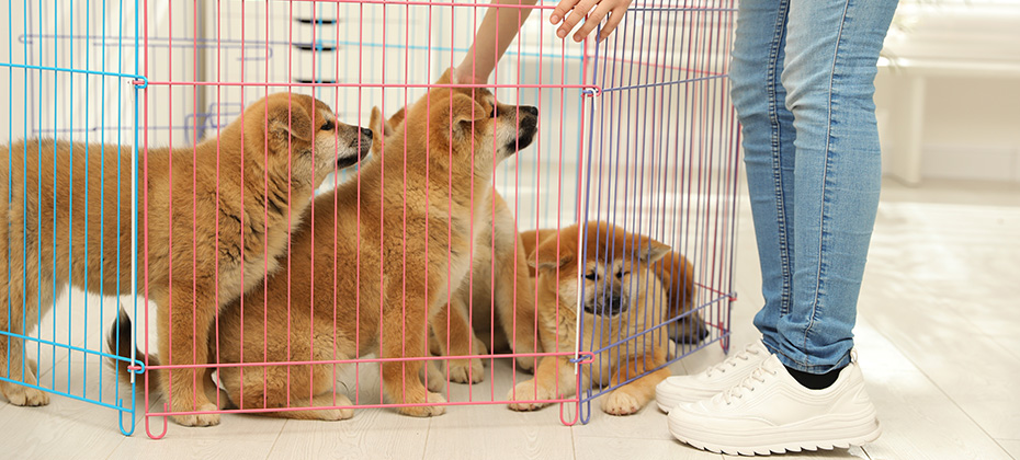 Woman near playpen with Akita Inu puppies indoors