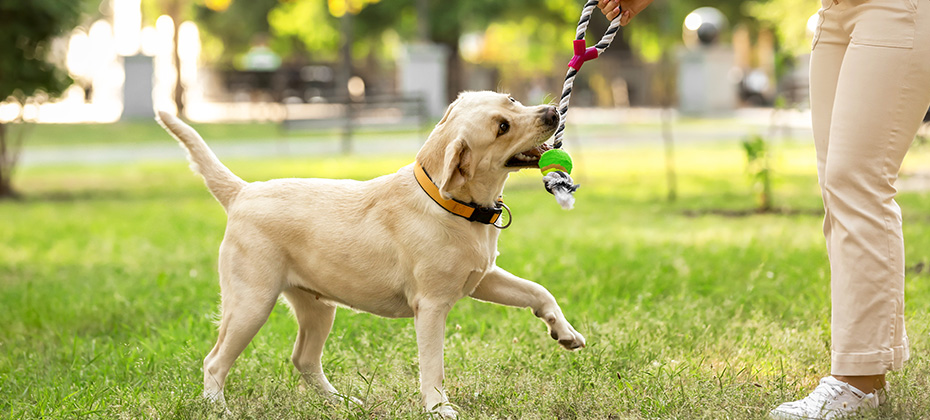 Woman playing with Labrador in park on summer day