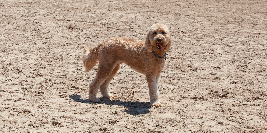 Woody the apricot colored Goldendoodle stands on the sand at a Chicago beach