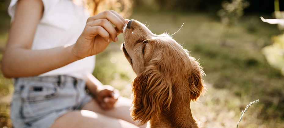 Young woman training her little dog, cocker spaniel breed puppy, outdoors, in a park.