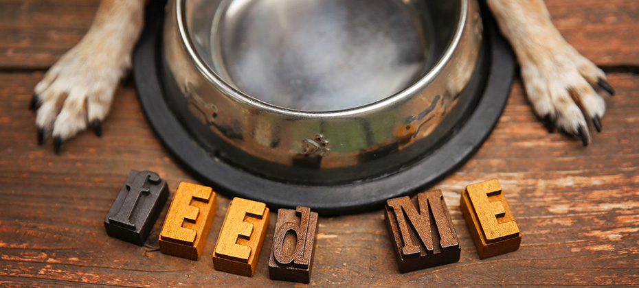 a dog waiting in front of a silver metal bowl for some food to be put in it for dinner time on a stained wooden patio or deck