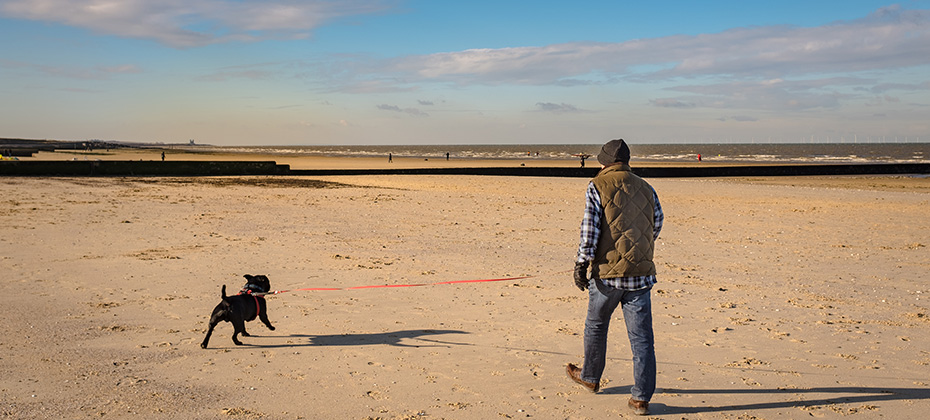 a staffordshire bull terrier dog is walked on a beach a low tide on soft sand on a retractable leash in winter