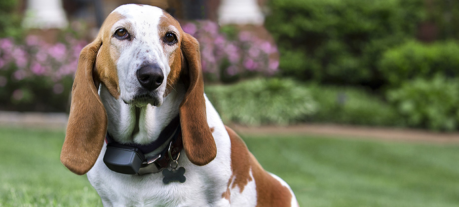 basset hound in front yard