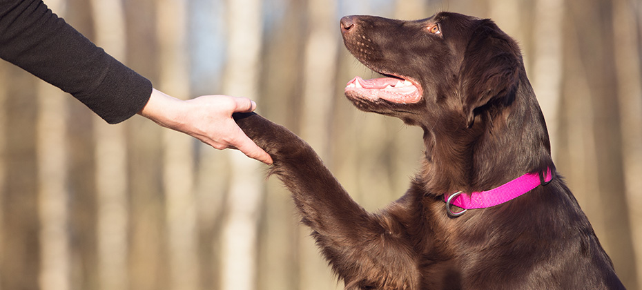 beautiful brown dog gives paw