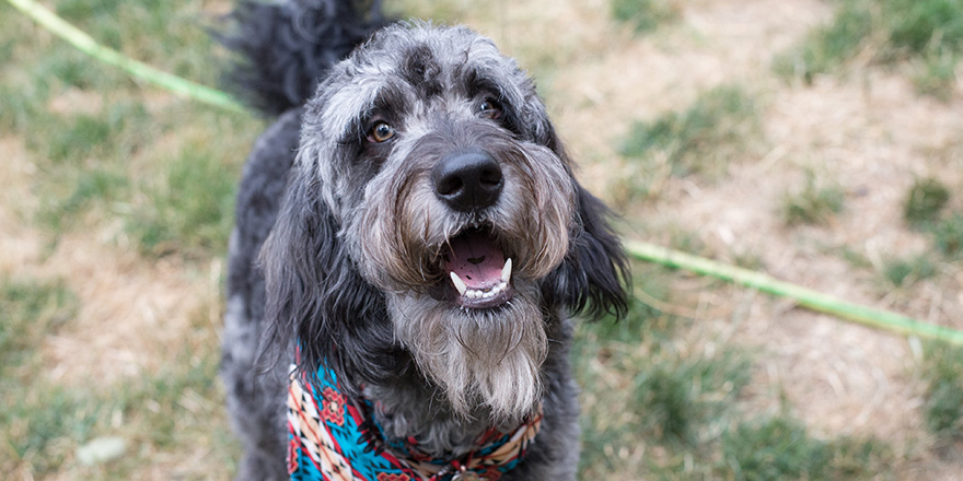 blue merle goldendoodle smiling at the camera