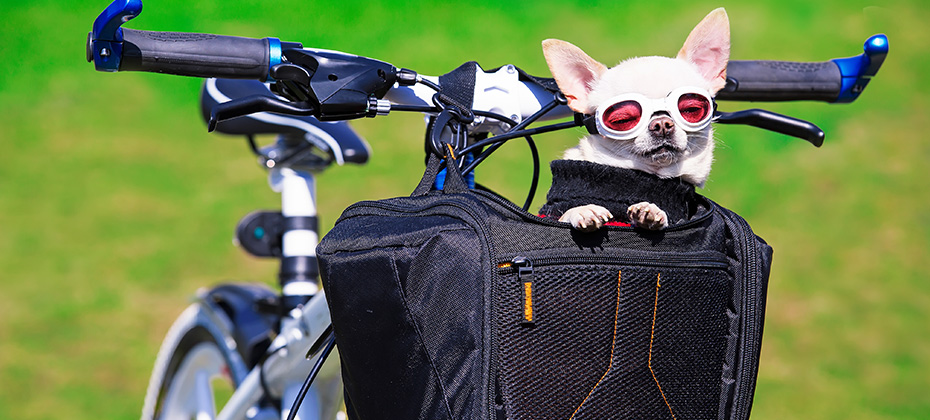 funny chihuahua in sunglasses in bicycle bag