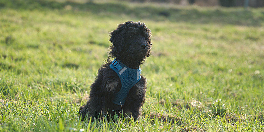 goldendoodle puppy in the color black and tan. 