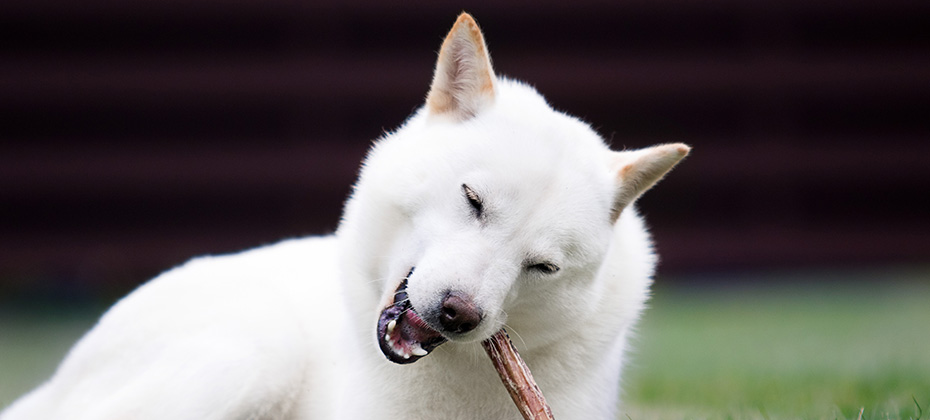 hokkaido dog chewing food antler