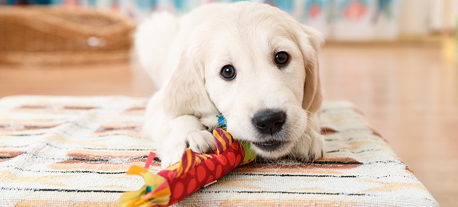labrador retriever puppy playing with toy at room