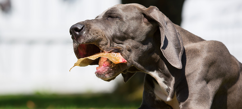 picture of a great dane puppy who lies on the lawn and chews at a pig's ear