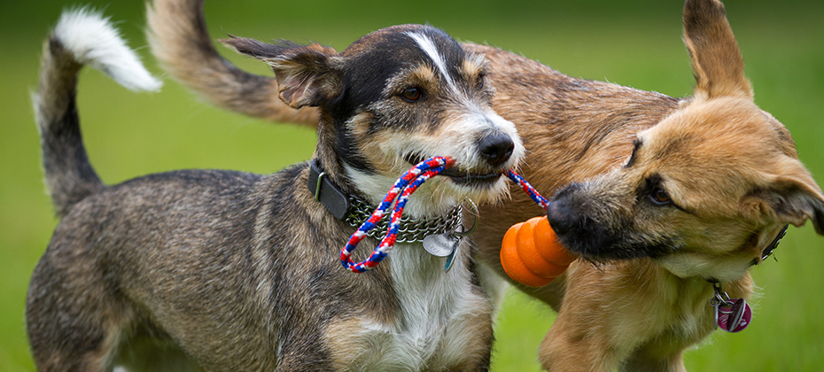 two dogs playing with the toys on the field