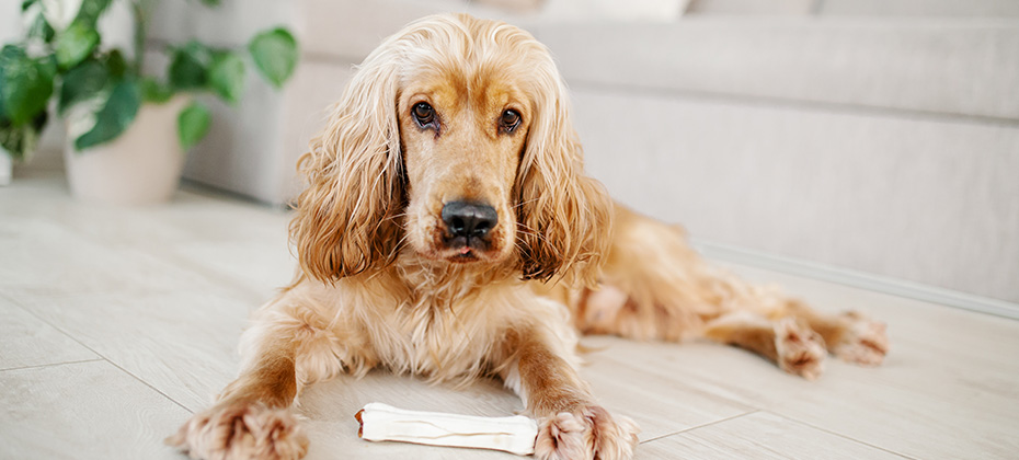 young english cocker spaniel dog nibbles a bone on a floor at home. Chewing bones filled with duck, complementary pet food for dogs (snack)