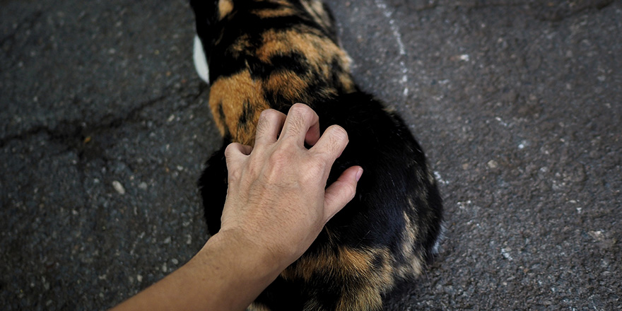 A black cat enjoying when owner scratch at the base of his tail.the cat's tail points straight up.