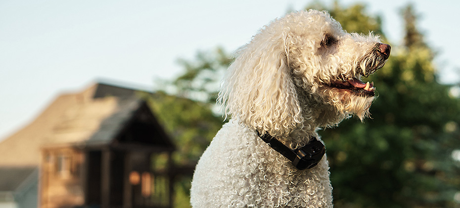 A dog wearing a bark collar in a backyard with the house in background