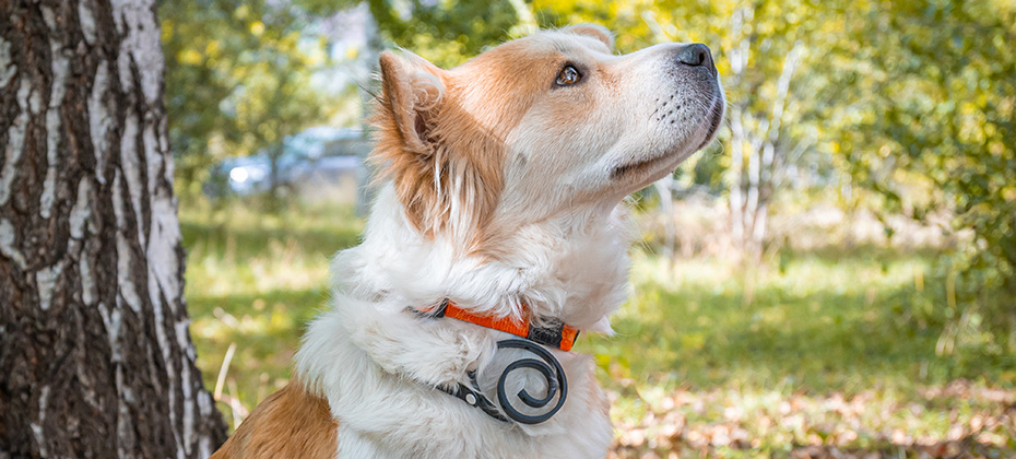 A dog wearing a dog collar against fleas and ticks sits on a lawn in the autumn forest 