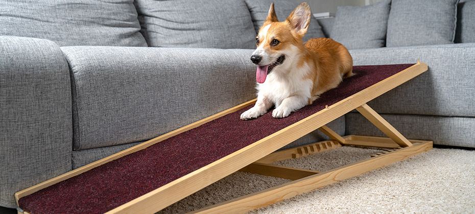 A funny welsh corgi pembroke dog lies on a home ramp