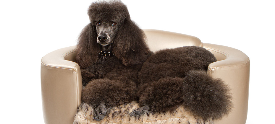 A large black standard Poodle dog laying down on beautiful designer bed.