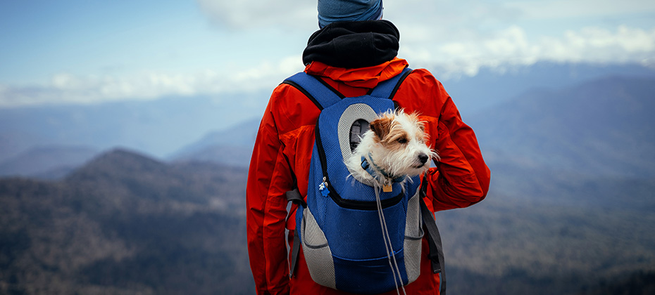 A man in a red jacket with a dog in a backpack