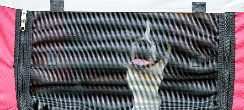 A puppy of the Boston terrier is inside its travel box