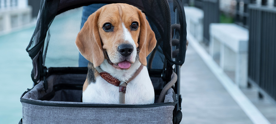A relaxing cute brown beagle on a dog stroller at a public park.