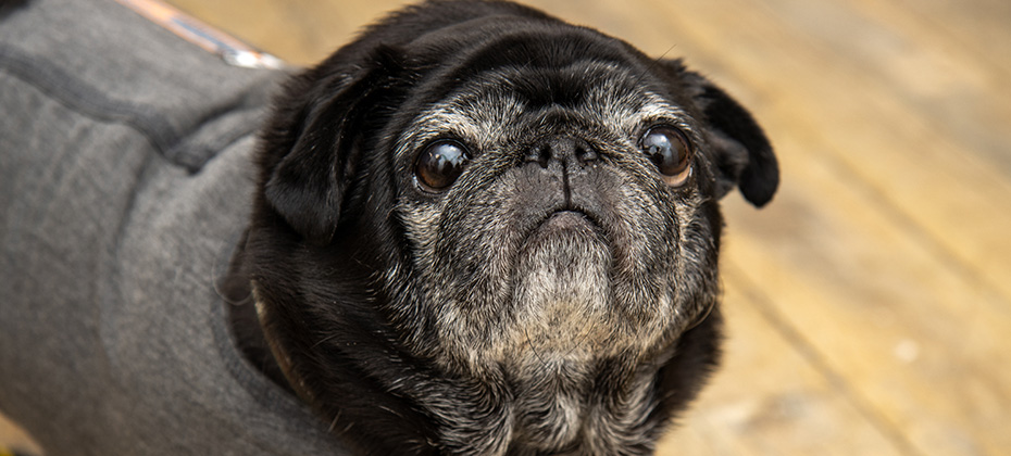 A very cute black pug dog with big eyes wearing a secure blanket vest