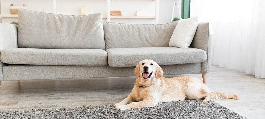 Adorable calm dog resting near sofa