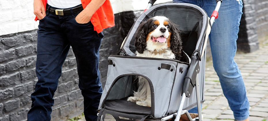 Adorable dog sitting on a pet stroller and having a ride by its owners