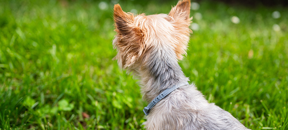 Anti tick and flea collar on cute little Yorkshire Terrier sitting in green grass