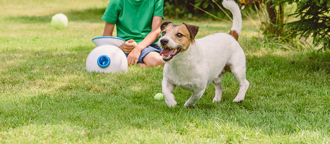 Best-Automatic-Fetch-Machine