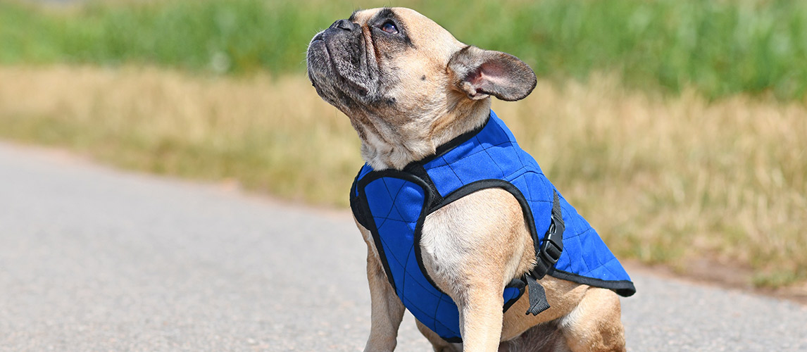 Best-Dog-Anxiety-Vest