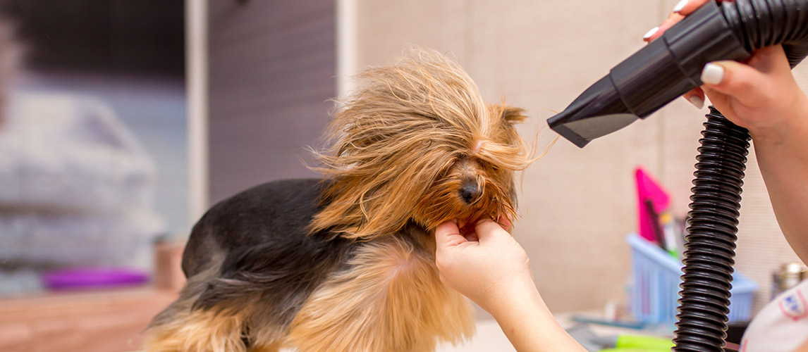 Best-Dog-Dryer