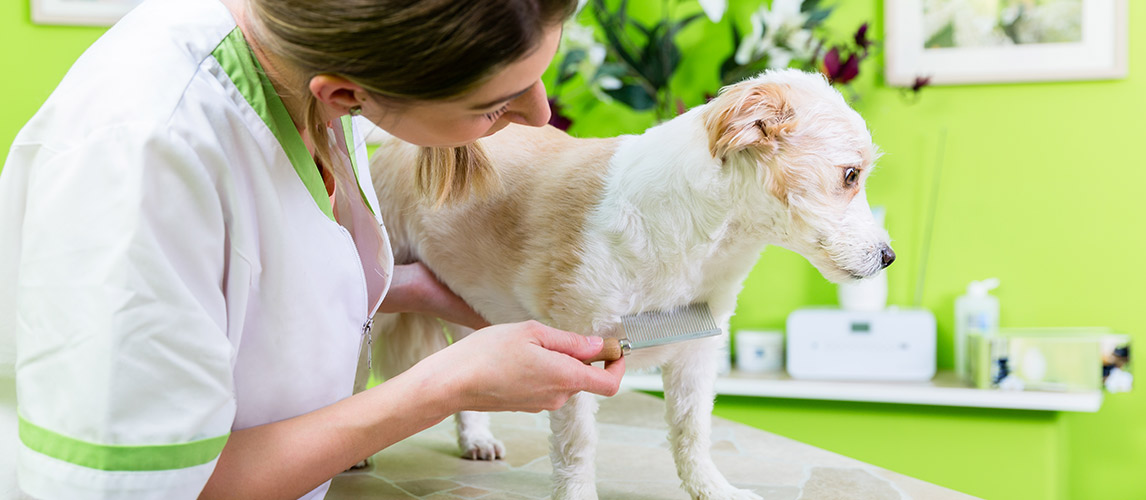 Best-Dog-Flea-Comb