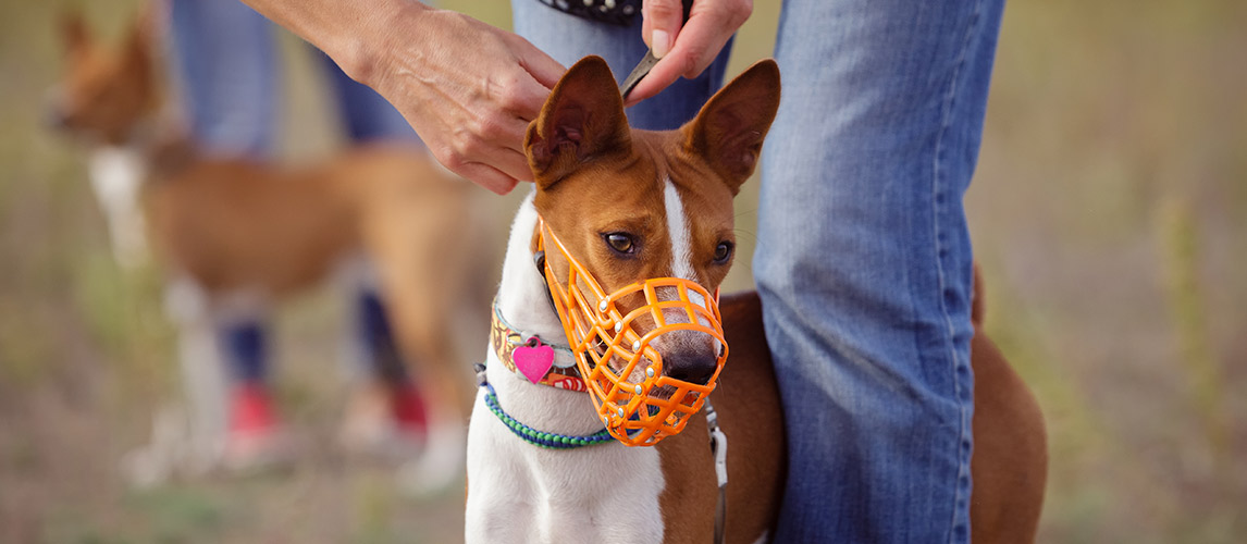 Best-Dog-Muzzles