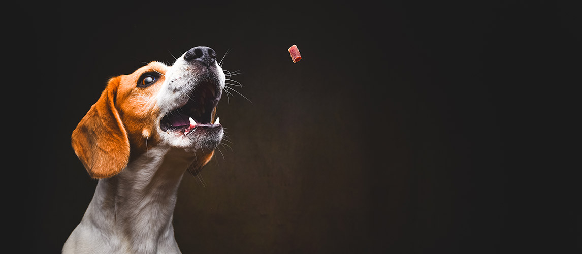 Best-Dog-Peanut-Butter-Treats