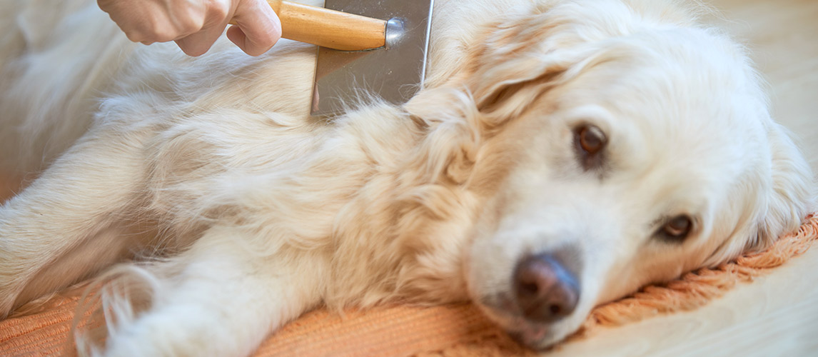 Best-Dog-Shedding-Brush