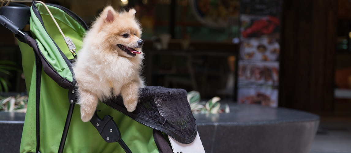 Best-Dog-Stroller